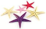 Flat Starfish