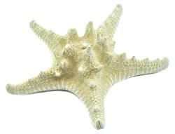 Thorny Starfish