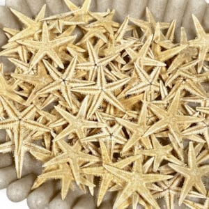 Natural Flat Starfish