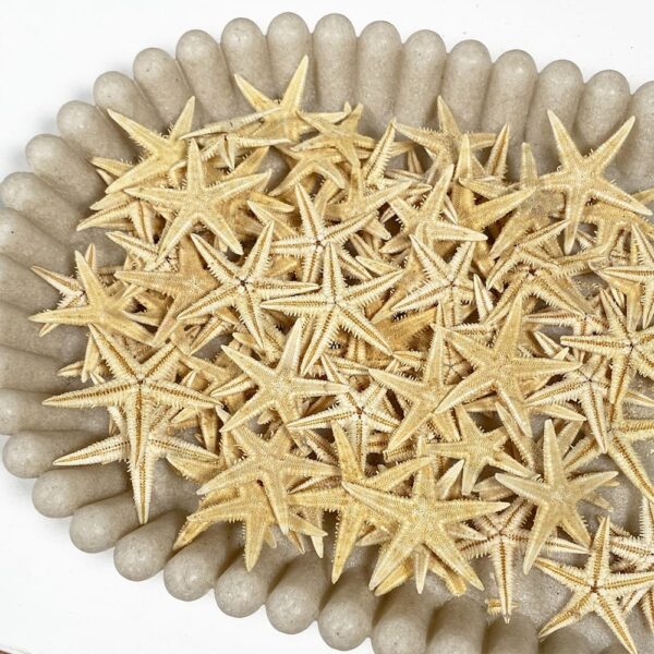Natural Flat Starfish