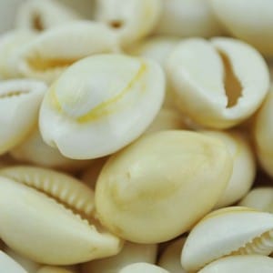 creamy white cowrie shells