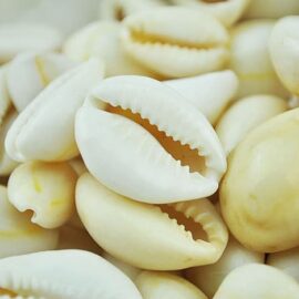 creamy white cowrie shells