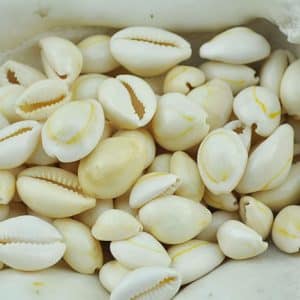 creamy white cowrie shells