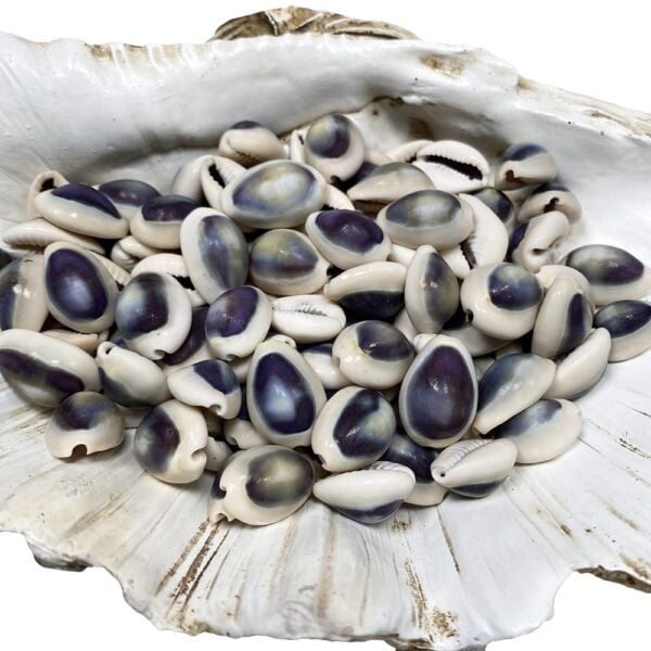 Cypraea annulus purple top