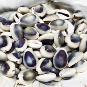 Cypraea annulus purple top