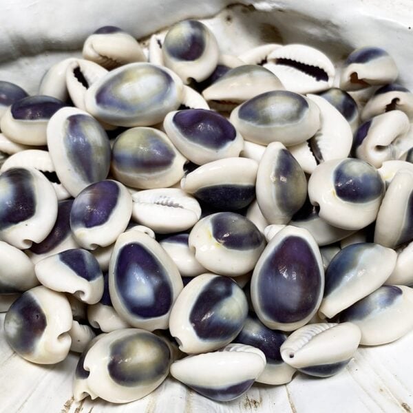 Cypraea annulus purple top