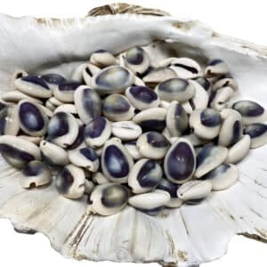 Cypraea annulus purple top