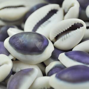 purple top cowrie shells
