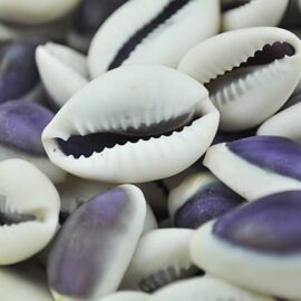 purple top cowrie shells