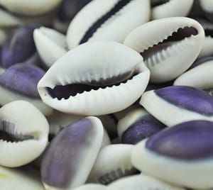 purple top cowrie shells