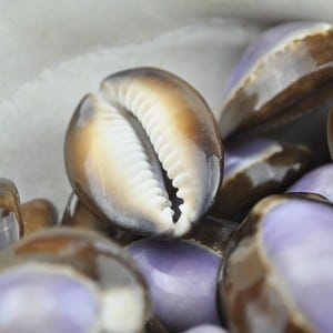 purple top cowrie shells