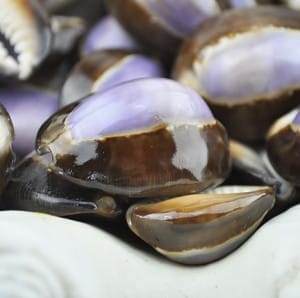 purple top cowrie shells