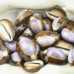 purple top cowrie shells