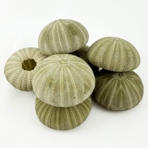 Green Sea Urchin