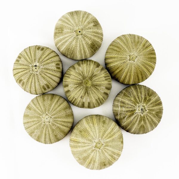Green Sea Urchin