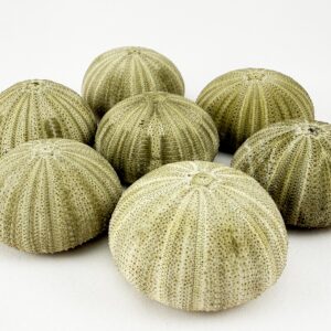 Green Sea Urchin