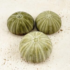 Green Sea Urchin