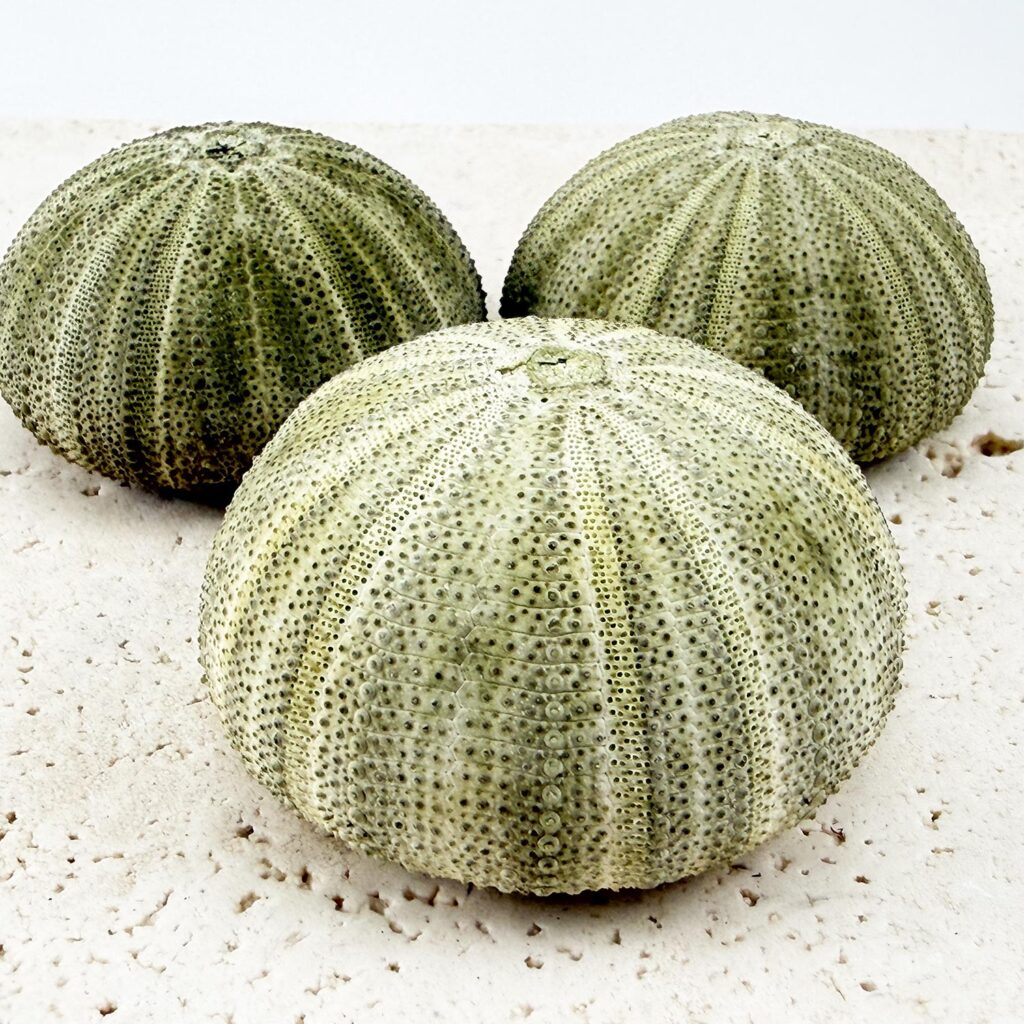 Sea Urchin Green 3 Pack Simply Shells Sea Urchin Green 3 Pack Simply Shells