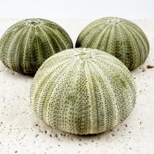 Green Sea Urchin