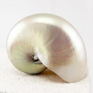 Pearled Nautilus