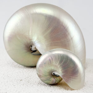 Pearled Nautilus