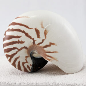 Striped Nautilus