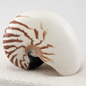 Striped Nautilus