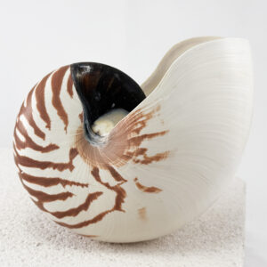 Striped Nautilus