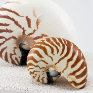Striped Nautilus