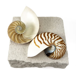 Striped Nautilus Shell half cut