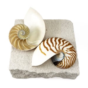 Striped Nautilus Shell half cut