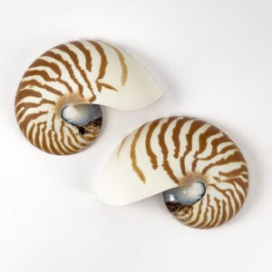 Striped Nautilus Shell half cut