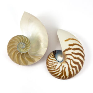 Striped Nautilus Shell half cut