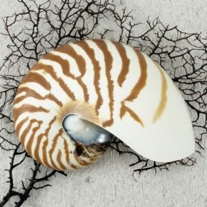 Striped Nautilus Shell half cut