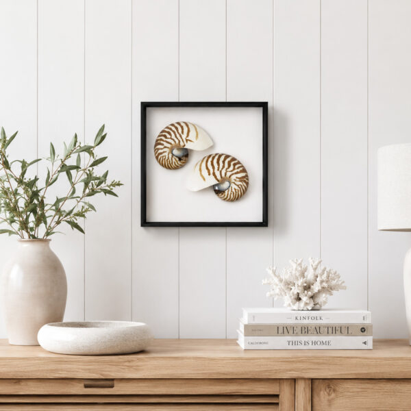 Striped Nautilus Shell half cut