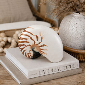 Striped Nautilus Shell