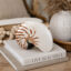 Nautilus Shells striped - Simply Shells - Responsibly sourced sea shells