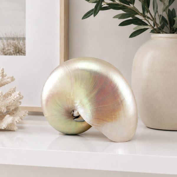 Pearled Nautilus shell