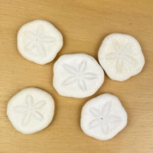 Sand Dollar white flat (Sea Biscuit) 5 pack - Simply Shells