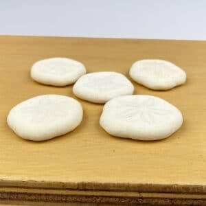 Sand Dollar Sea Biscuit