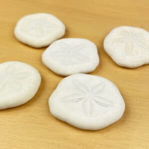 Sand Dollar white flat (Sea Biscuit) 5 pack - Simply Shells