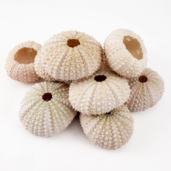 Pink Sea Urchin