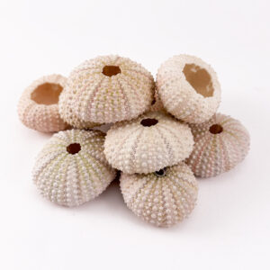Pink Sea Urchin
