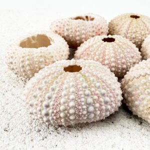 Pink Sea Urchin
