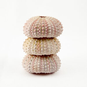 Pink Sea Urchin