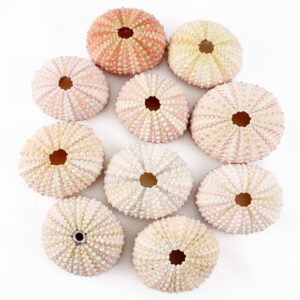 Pink Sea Urchin