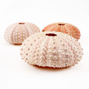 Pink Sea Urchin