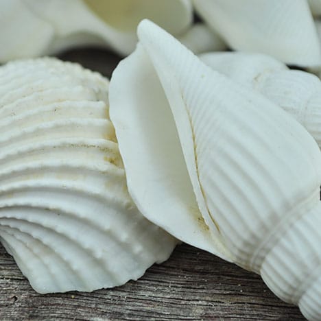 mixed large shells
