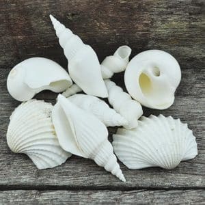 mixed large shells