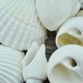mixed medium shells